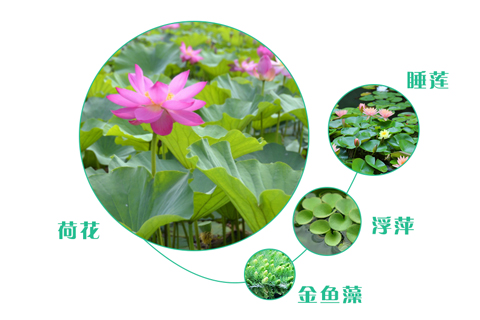 如何選擇污水處理工程的人工濕地植物？