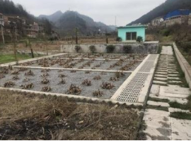 土壤滲濾污水處理技術 土壤滲濾污水處理技術