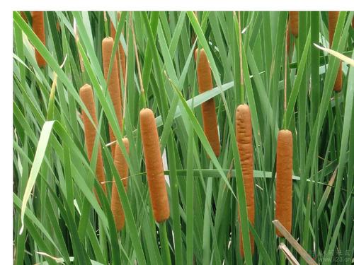 香蒲能有效地吸收硒，特別是硒酸鹽